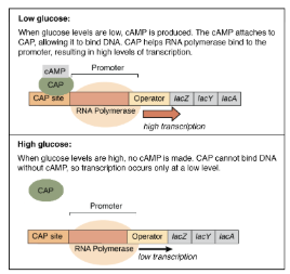 <p>Positive Control</p><p>Activators are proteins that bind near the promoter. They increase transcription by helping RNA polymerase bind to the enhancer (near the promoter)</p>