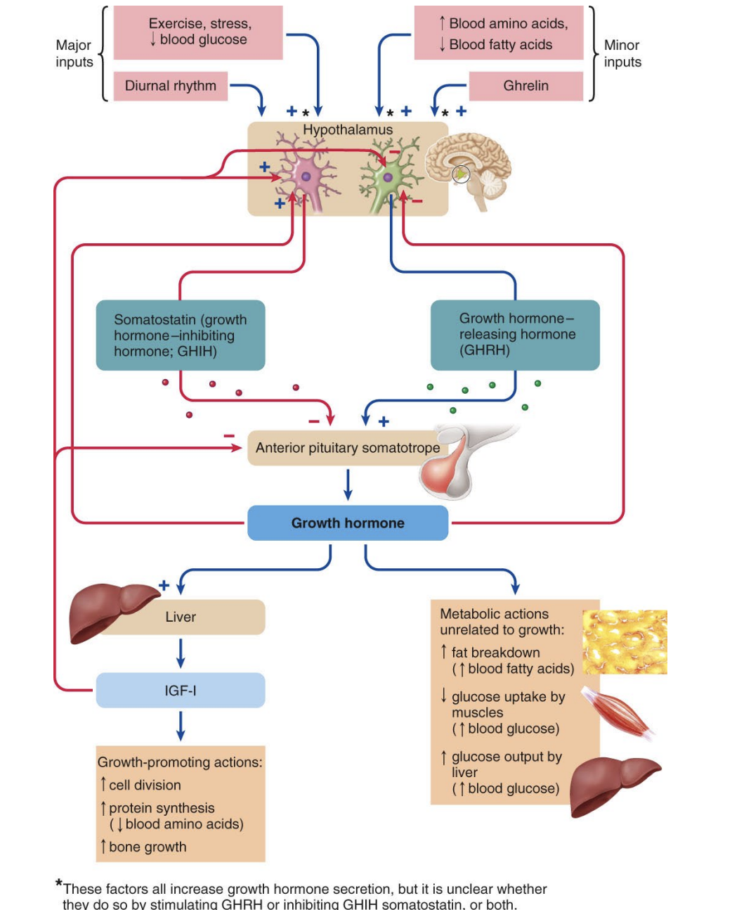 <ul><li><p><u>Regulated by two hypothalamic hormones</u></p><ul><li><p>Growth hormone-releasing hormone (<strong>GHRH)</strong></p></li><li><p><strong>Somatostatin</strong> </p></li></ul></li><li><p>GHRH</p><ul><li><p><strong>stimulates</strong> <strong>release</strong> of <strong>GH</strong></p></li><li><p>secretion increases during exercise, fasting, and stress, and after ingestion of a protein-rich meal</p></li></ul></li><li><p><u>GH release is inhibited</u> by hypothalamic hormone <strong>somatostatin</strong></p></li></ul><p></p>