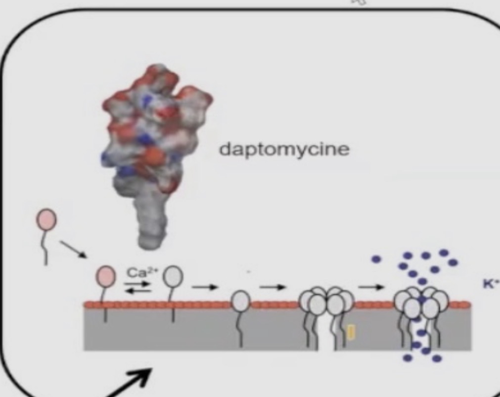 <ul><li><p><span>classe des <strong>lipopeptides cycliques</strong>.</span></p></li><li><p><span>Streptomyce </span></p></li><li><p><span>Ca2+</span></p></li></ul><p></p>