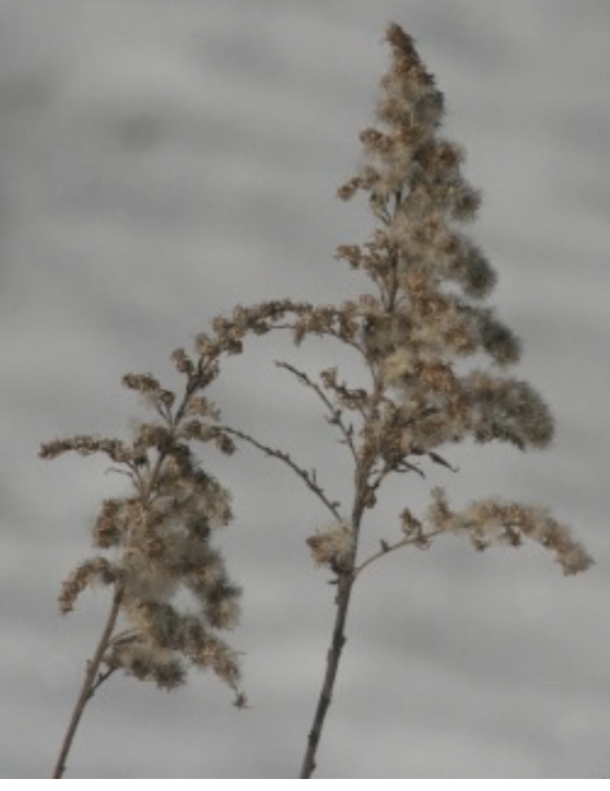 <p>fall blooming, often erroneous blamed for hay fever (ragweed: wind pollinated --> produces lots of pollen)</p>