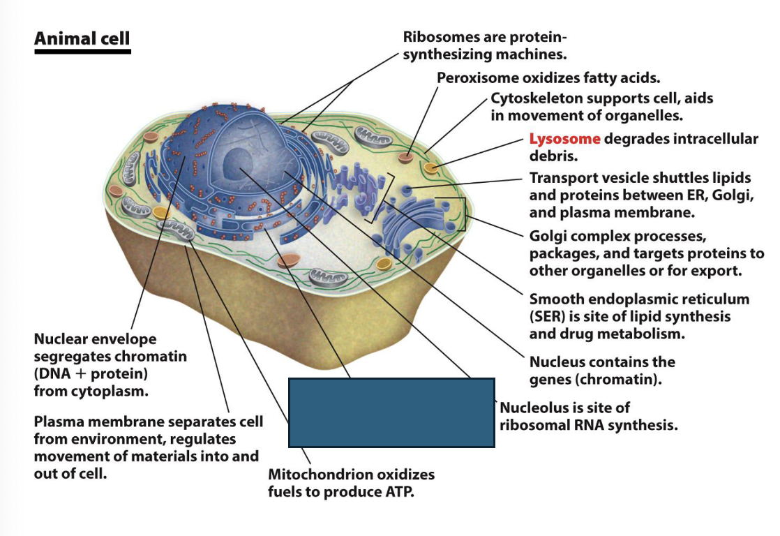 term image