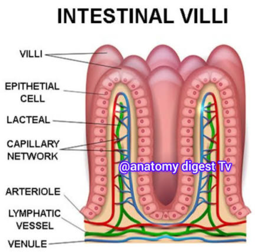 <ul><li><p>specialized lymph capillaries present in intestinal mucosa </p></li><li><p>absorb digested fat and deliver fatty lymph (chyle) to the blood</p></li></ul><p></p>