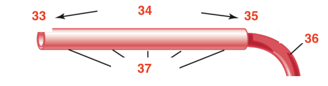 <p>37</p>