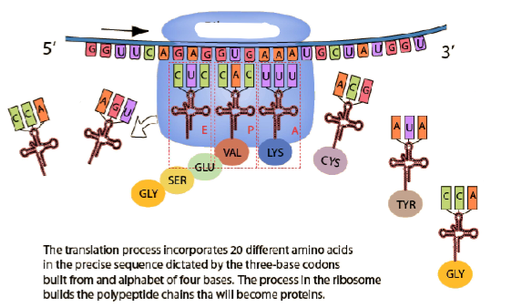 <p>(GENE EXPRESSION) <strong><u>Process of Translation</u></strong></p><ul><li><p>Label the diagram.</p></li></ul><p></p>