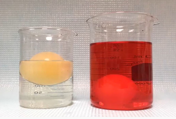 <p><span style="font-size: medium;">Which statement is correct?</span></p><p> </p><p>A. On the left, the water is entering the egg and leaving the corn syrup.</p><p> </p><p>B. On the right, the water is entering the egg and leaving the corn syrup.</p><p> </p><p>C. On the right, the water is leaving the egg and entering the corn syrup.</p><p> </p><p>D. On the left, the water is leaving the egg and entering the corn syrup.</p>
