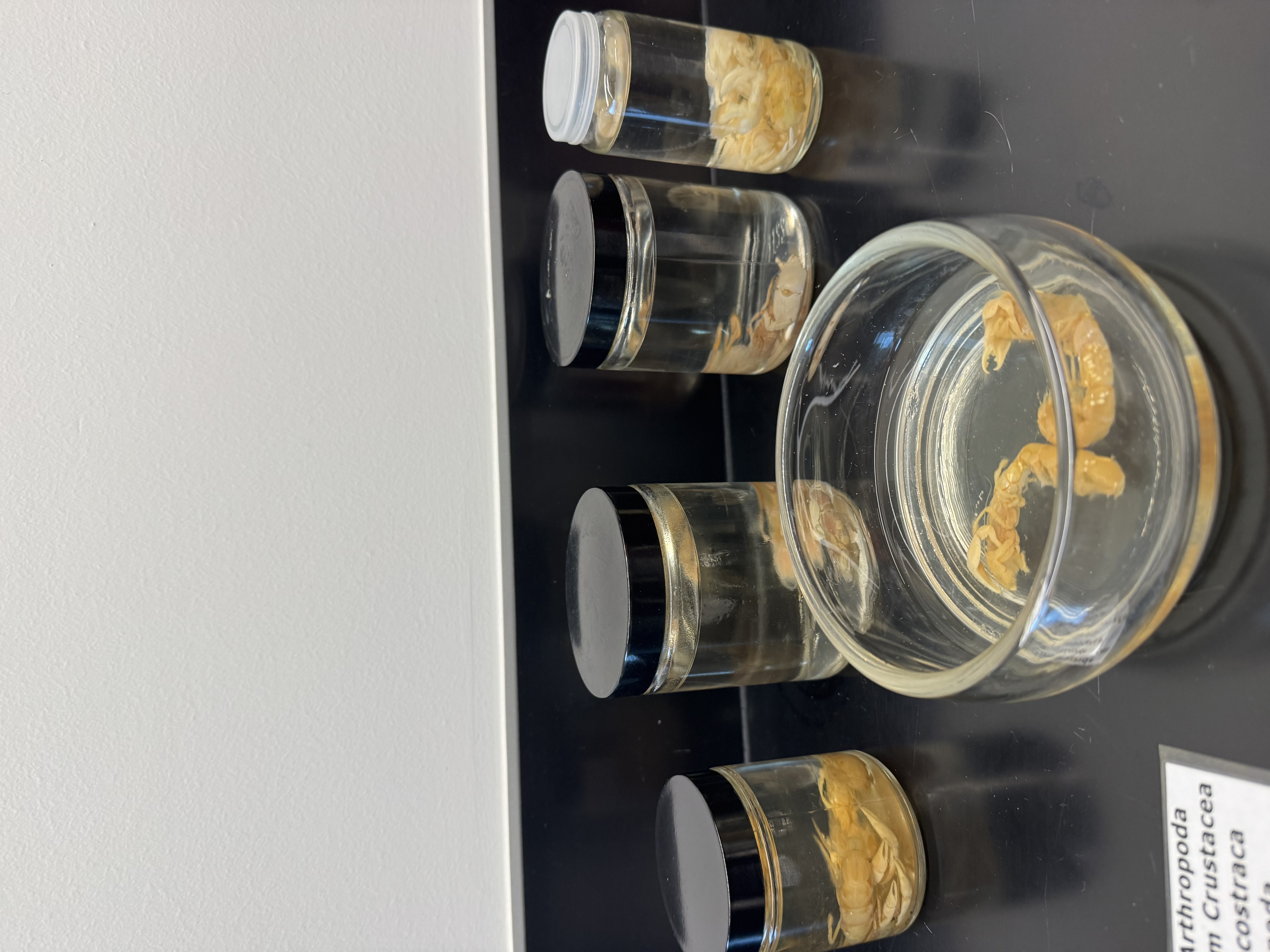 <p>Phylum?</p><p>Subphylum?</p><p>Class?</p><p>Order?</p><p>Suborder?</p><p>Infraorder?</p>