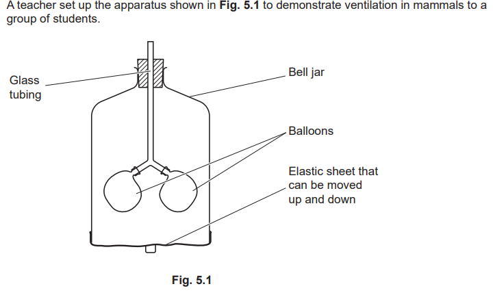 <p>Describe how the apparatus can be used to model the changes that take part during inspiration in mammals (6)</p>