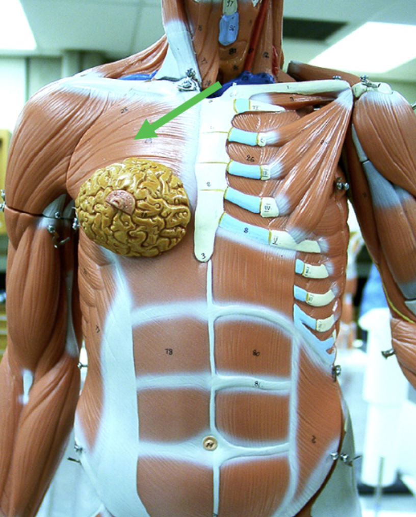 <p><span>Identify the muscle indicated by the pointer.</span></p>