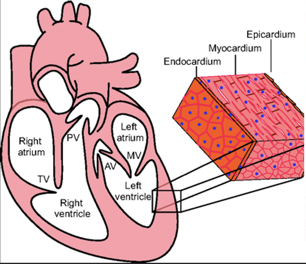 <p>Endocardium (in), Myocardium (middle), Epicardium (out, and gets ripped off sometimes)</p>