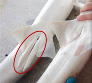 <p>All elasmobranchs practice (internal/external) fertilization aided by the rolled edges of the male’s pelvic fin, known as claspers. </p>