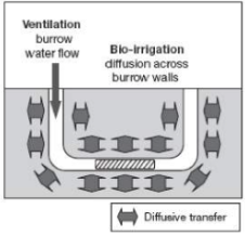 <p>Because the small particle size prevents water from penetrating the burrow wall, meaning volume must be actively removed via the burrow lumen to the surface.</p>