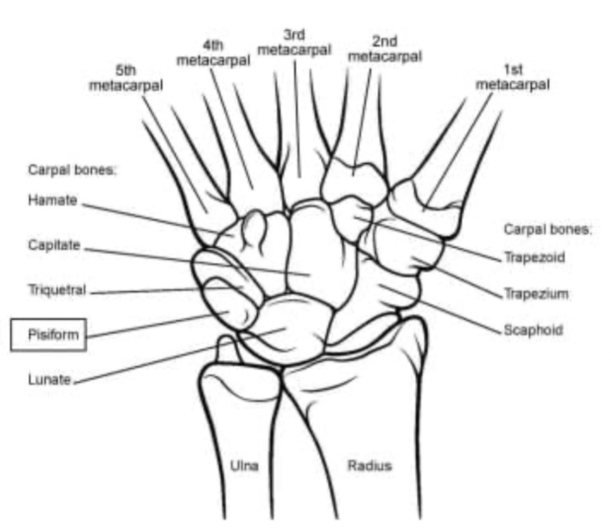 <p><span>The <strong>radius</strong>.</span></p>