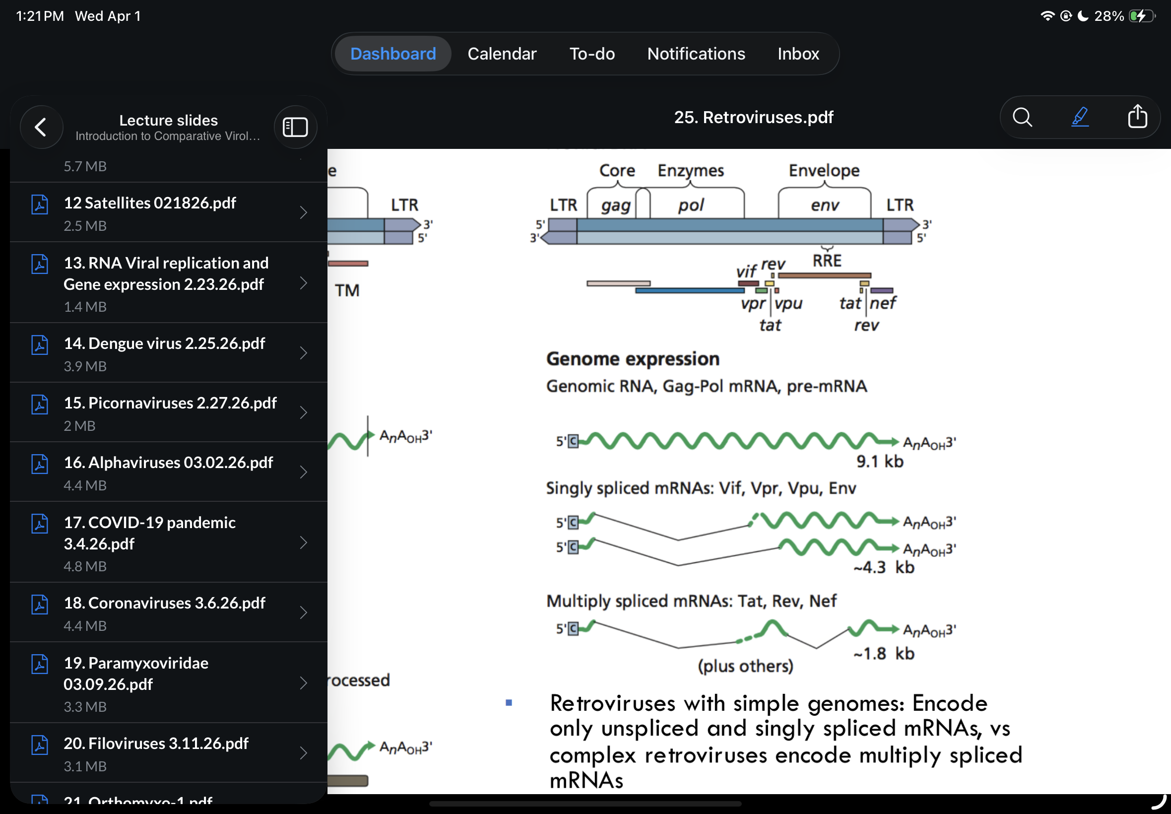 <p>Retroviruses with complex genomes…</p>