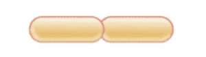 <p>diplobacillus</p>