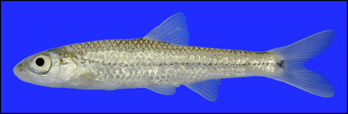<p>Notice the little equal signs along lateral line. </p>