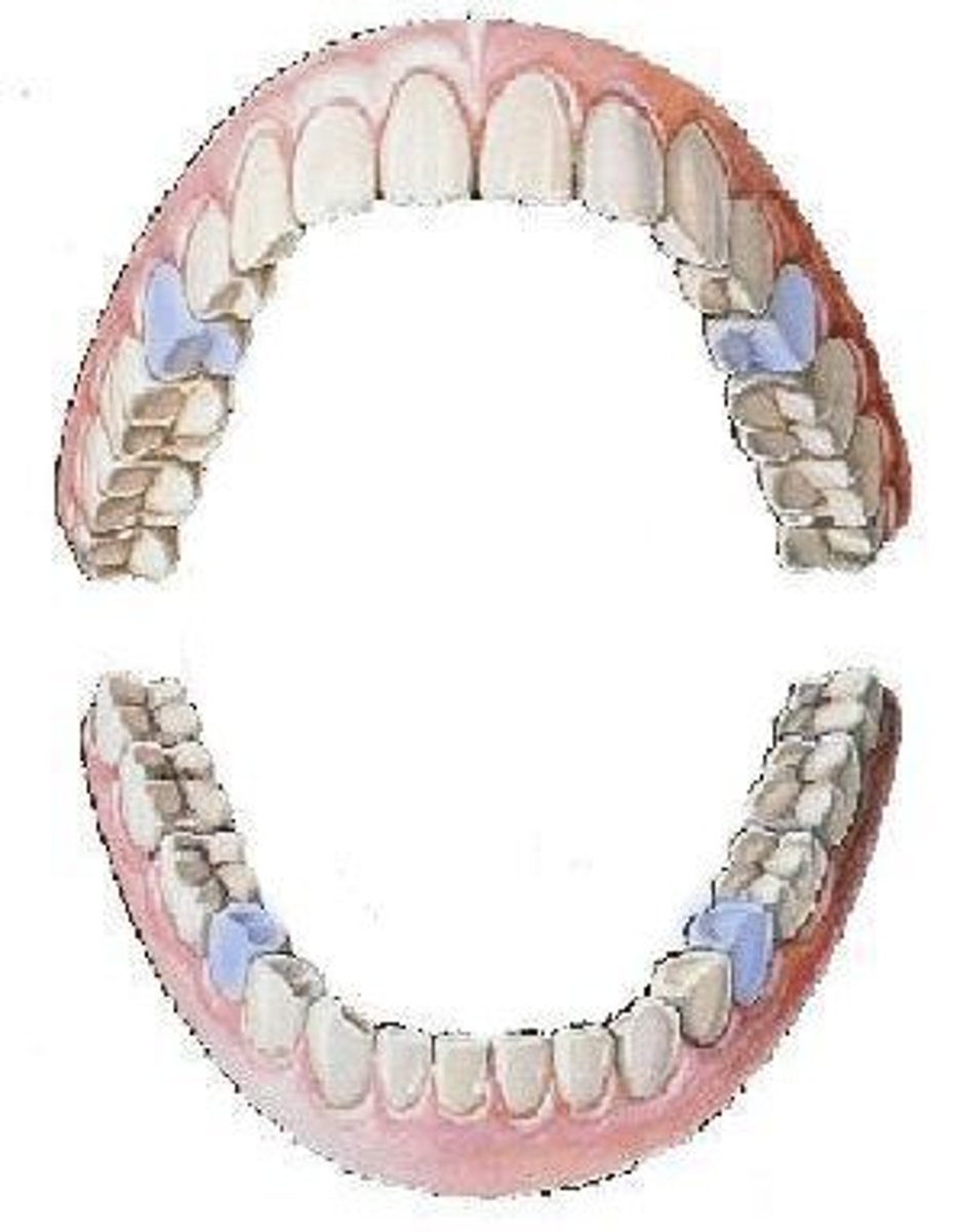 <p>second bicuspids</p>