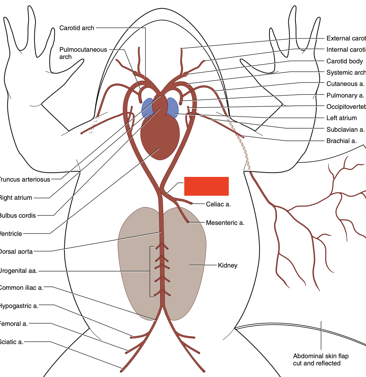 knowt flashcard image