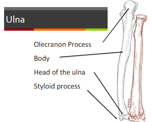 <ul><li><p>olecranon process</p></li><li><p>body</p></li><li><p>head of the ulna </p></li><li><p>styloid process</p></li></ul><p></p>