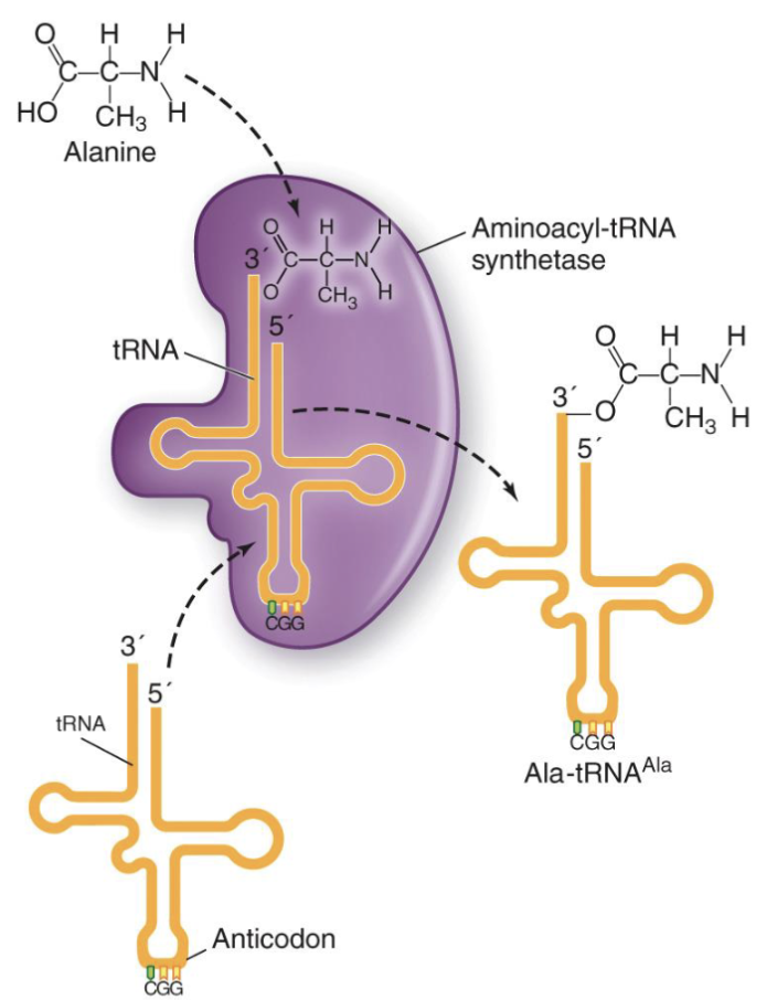 <ul><li><p>Prior to initiation of translation, <strong><em>each tRNA</em></strong> that will bring an amino acid to the ribosome <strong><em>needs to be “charged” with that amino acid</em></strong></p></li><li><p>Highly specific <strong><em>aminoacyl-tRNA-synthetase</em></strong> enzymes achieve this charging</p></li><li><p>Create <strong><u>ester</u></strong> linkages</p></li></ul><p></p>