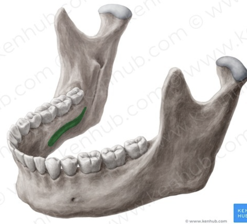 <p>what projection is this (long furrow along bone)</p>