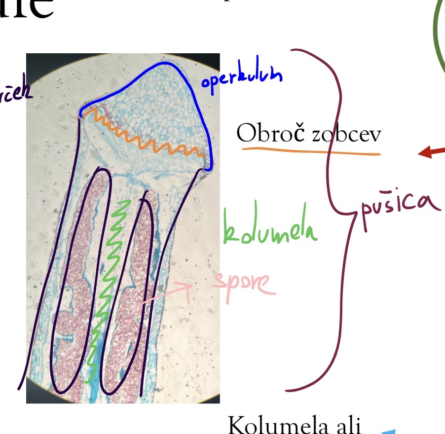 <p>Deblo streptophyta</p><p>Poddeblo marchantiophytina - jeternjaki</p><p class="has-focus is-empty">Razred bryidae - pravi listnati mahovi</p><p class="has-focus is-empty">Pokrovček maha/ kapsula</p>