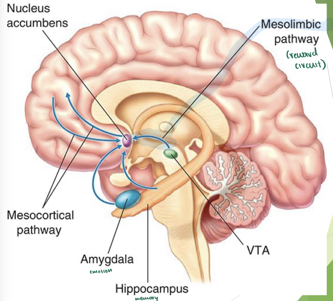 <p>Mesocortiocolimbic dopamine system = consists of the VTA + brain regions receiving its dopaminergic projections (nucleus accumnbens, prefrontal cortex, amygdala, &amp; hippocampus)</p><ul><li><p>influences whether we’re rewarded </p></li></ul><p></p><p>NOTE: addiction creates functional + structural changes in the brain that persist long after stopping drug use</p>