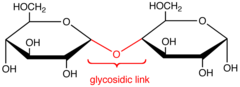 <p>covalent bond that forms between a monosaccharide and another molecule (like another monosaccharide)</p>