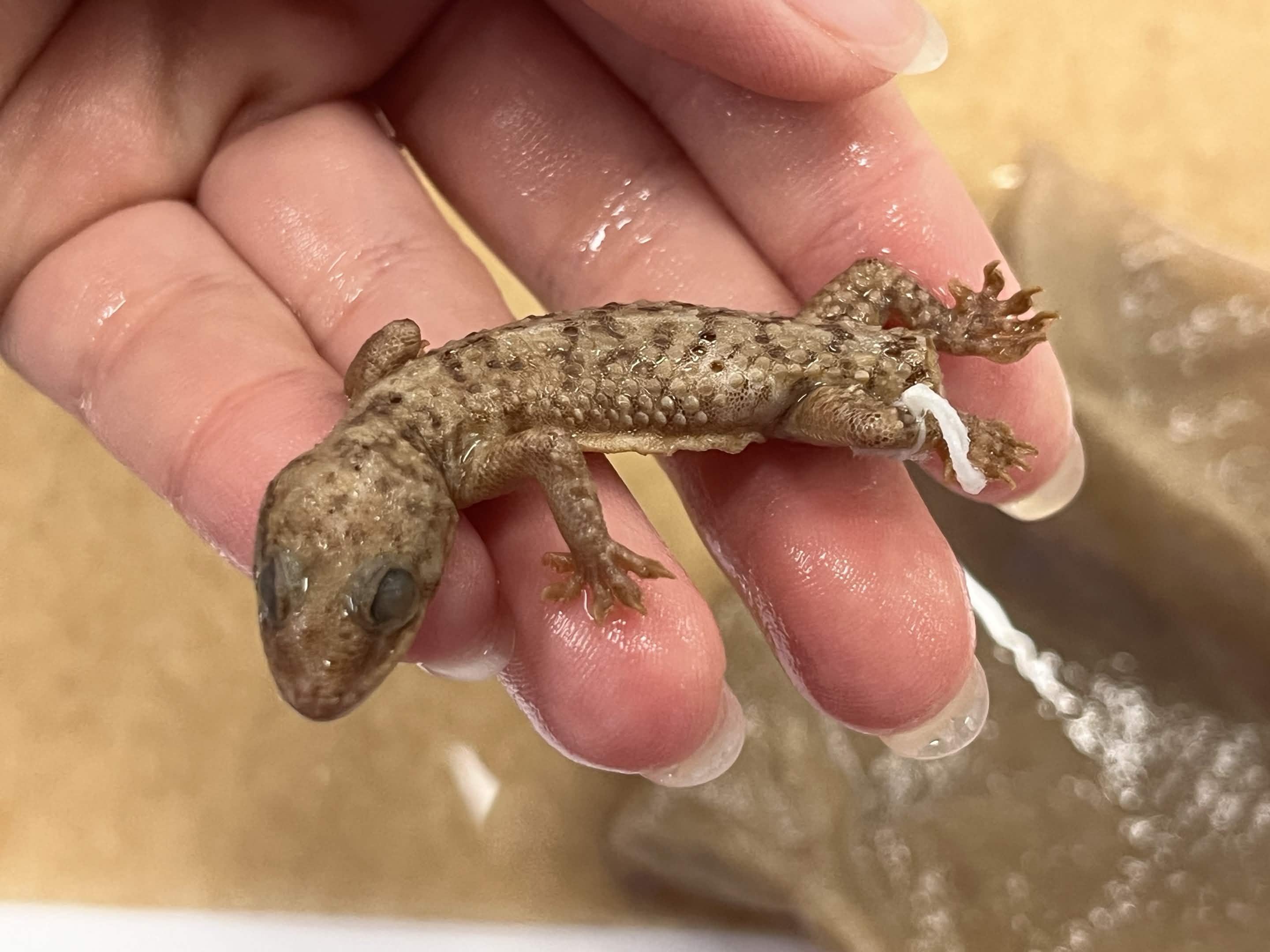 <p>Family + Species?</p><ul><li><p>No eyelids</p></li></ul><ul><li><p><strong>Toe pads</strong></p></li></ul><p></p>