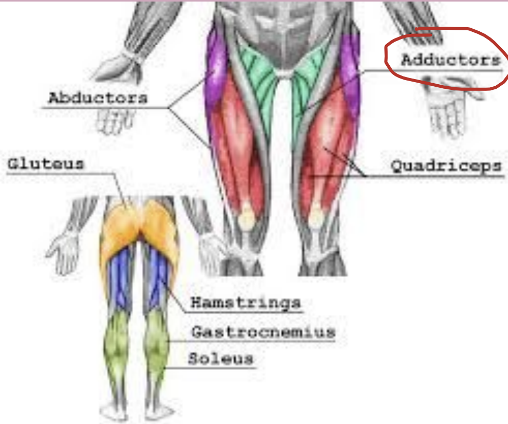 knowt flashcard image