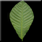 <p>egg-shaped with the broader end at the apex and the narrower end attached to the stem or petiole</p>