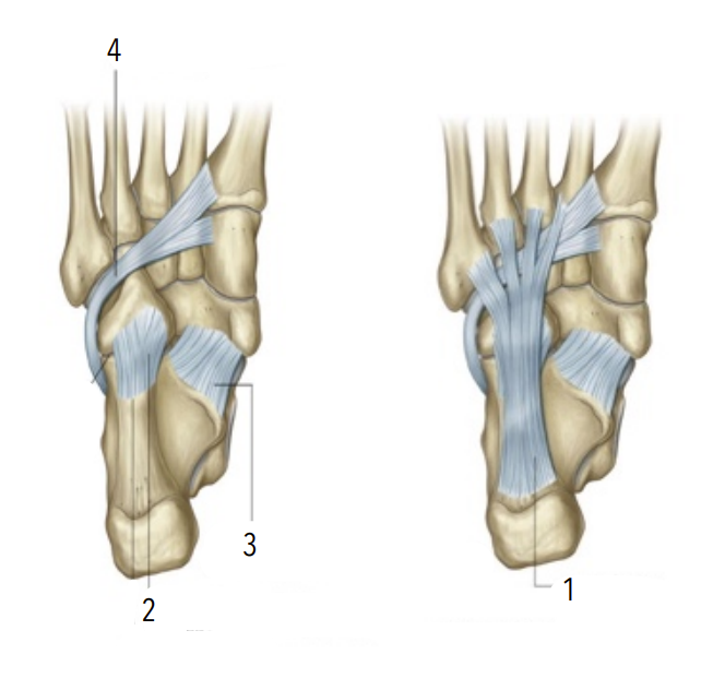 <p>3?</p>