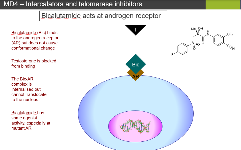 <p>Both <strong>Bic-AR and Enz-AR complexes cannot translocate to the nucleus</strong>, but enzalutamide’s blockade is <strong>more complete</strong>, without triggering compensatory proliferation.</p>
