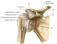 <p>What ligament is labeled 4?</p>