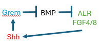 <p>positive feedback loop in which Shh ensures FGF4/8 activity by inducing the BMP inhibitor Gremlin, lifting BMP inhibition on FGF4/8</p>