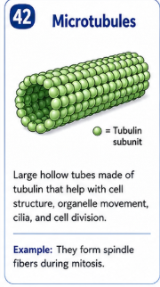<p>Large hollow tubes made of tubulin that help with cell structure organelle movement cilia and cell division. </p>