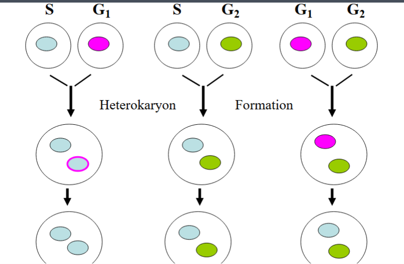 <p><span style="background-color: transparent;">Rules of the Cell Cycle: The Rao &amp; Johnson Heterokaryon Experiments (1970)</span></p>