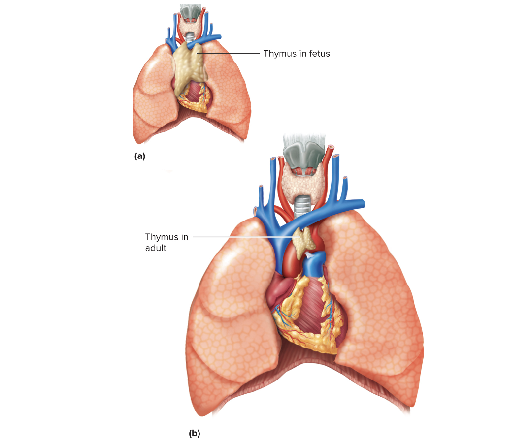 <p>This image shows the BLANK in adults and children </p>