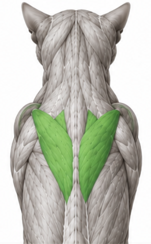 <p>What cat muscle is this?</p>