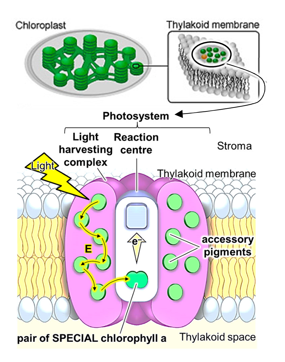 <ol><li><p>a light harvesting complex (LHC)</p><ul><li><p>consists of accessory pigments (e.g. chlorophyll a, chlorophyll b, carotenoids)</p></li><li><p>which absorb light energy from 400nm to 700nm and transfer energy to the reaction centre</p></li></ul></li><li><p>a reaction centre (RC) surrounded by LHC</p><ul><li><p>consists of primary pigments (special chlorophyll a) whose electrons are displaced during photoactivation (activated by light)</p></li><li><p>when sufficient energy is absorbed, an electron of<br>special chlorophyll a is boosted to very high energy<br>level and is displaced</p></li><li><p>the displaced electron is accepted by electron acceptor and pass down electron carriers of decreasing energy levels in the Electron Transport Chain (ETC)</p></li></ul></li></ol><p></p>