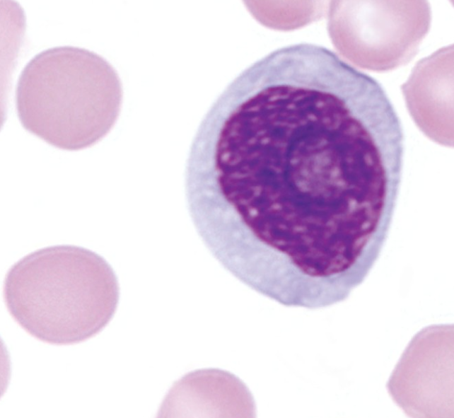 <p>What WBC precursor is this?</p>
