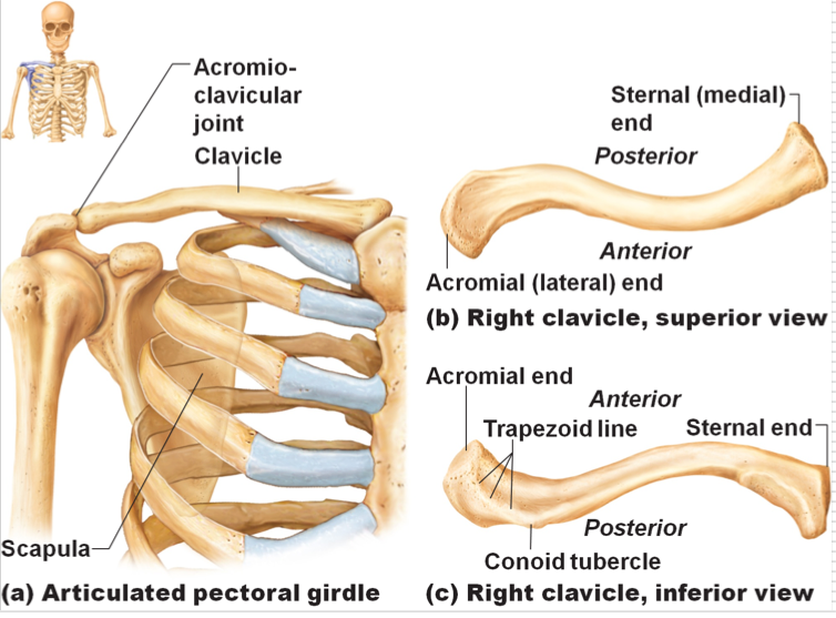 <p>Sternal end (medial)</p><p>Acromial end (lateral)</p><p>Body of Clavicle </p>