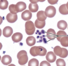 <p>which part of blood cells are shown?</p>