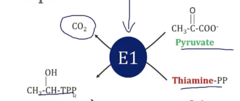 <p>- Adds Thiamine-PP to Pyruvate → Adds carbon skeleton of pyruvate to thiamine pp</p><p>- Releases CO2</p>