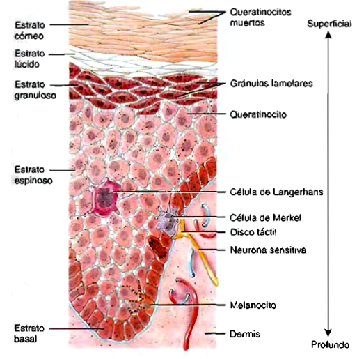 <p>En los epitelios se presentan varias uniones intercelulares que permiten la cohesión del tejido, en la piel, el <strong>estrato espinoso </strong>contiene estructuras especializadas de <strong><mark data-color="yellow" style="background-color: yellow; color: inherit;">unión adherente que proporcionan resistencias mecánica</mark></strong><mark data-color="yellow" style="background-color: yellow; color: inherit;">s</mark>, ¿cuáles?</p>