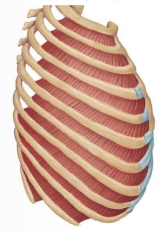 <p>Internal intercostal actions</p>