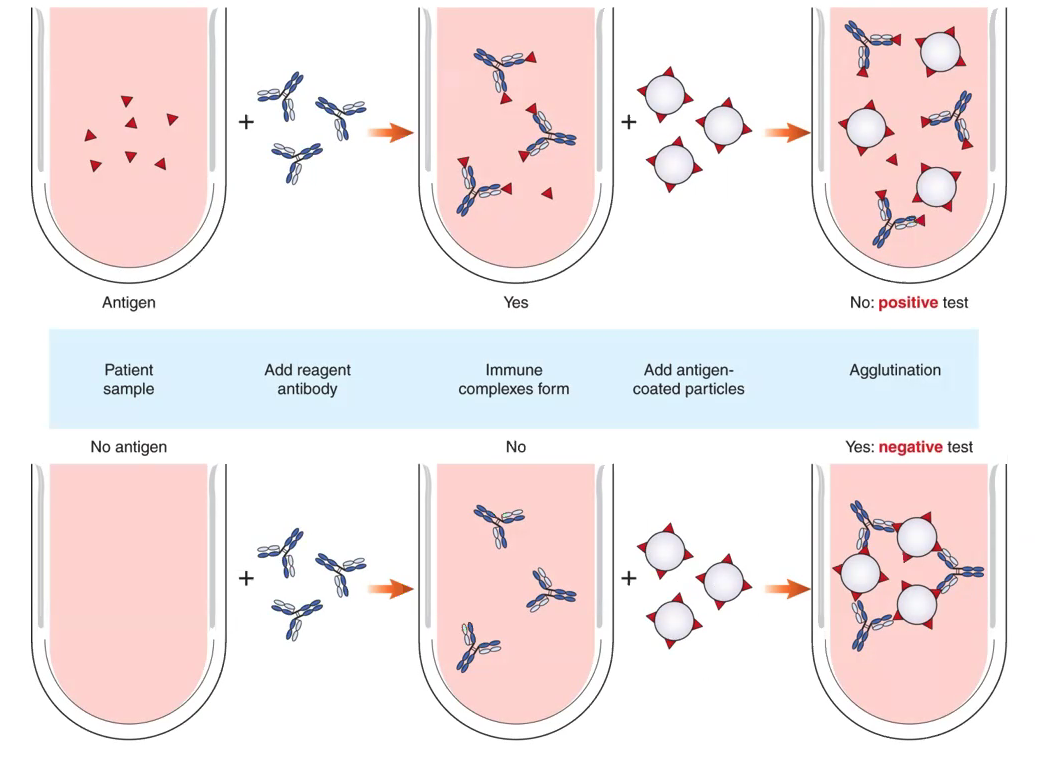 <ul><li><p>based on competition between particulate and soluble antigens for limited antibody-combining sites</p></li><li><p>lack of agglutination = + rxn</p></li></ul><p></p>