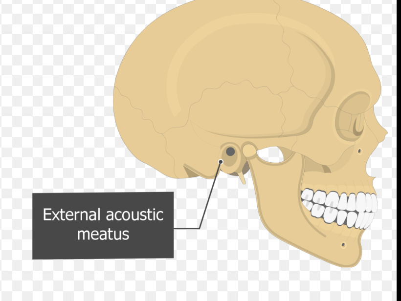 <p>A tubelike opening </p><ul><li><p>While doormen is just a hole, a meatus is a tube or a tunnel </p></li><li><p>external auditory meatus </p></li></ul><p></p>
