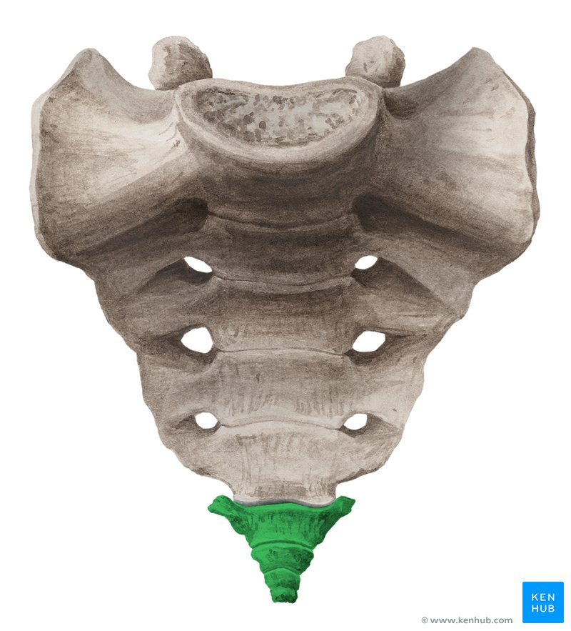 <p>Which vertebrae are these?</p>