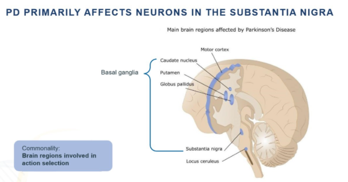 <p>neurons in the substantia nigra, located within the basal ganglia</p>