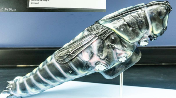 <p>Be able to identify the structures</p>